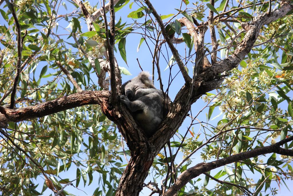 Koala Shores Holiday Park Lemon Tree Passage 외부 사진